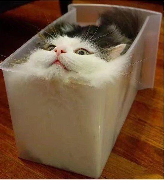 听说猫咪是水做的 几张图告诉你什么是“能屈能伸”!