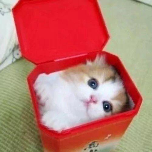 听说猫咪是水做的 几张图告诉你什么是“能屈能伸”!