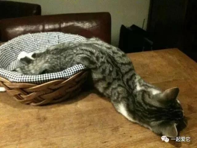 听说猫咪是水做的 几张图告诉你什么是“能屈能伸”!