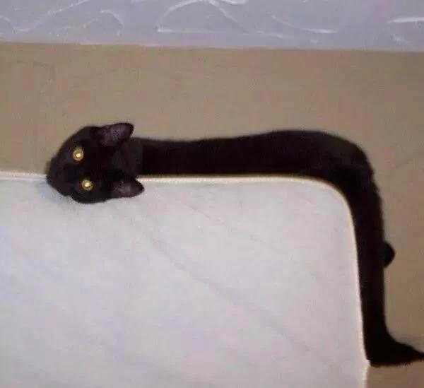 听说猫咪是水做的 几张图告诉你什么是“能屈能伸”!