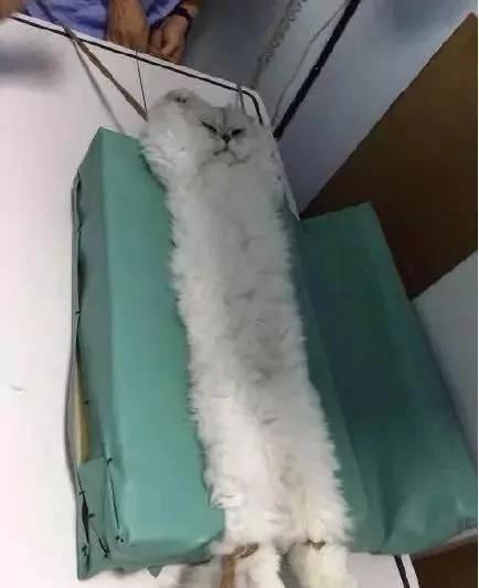 听说猫咪是水做的 几张图告诉你什么是“能屈能伸”!