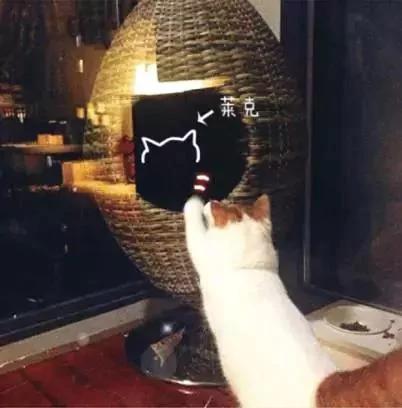 网友说他家有两只猫 有一只我愣是没找到!