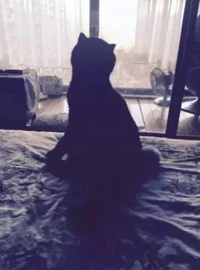 网友说他家有两只猫 有一只我愣是没找到!