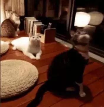 网友说他家有两只猫 有一只我愣是没找到!