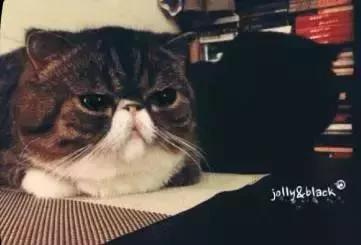 网友说他家有两只猫 有一只我愣是没找到!