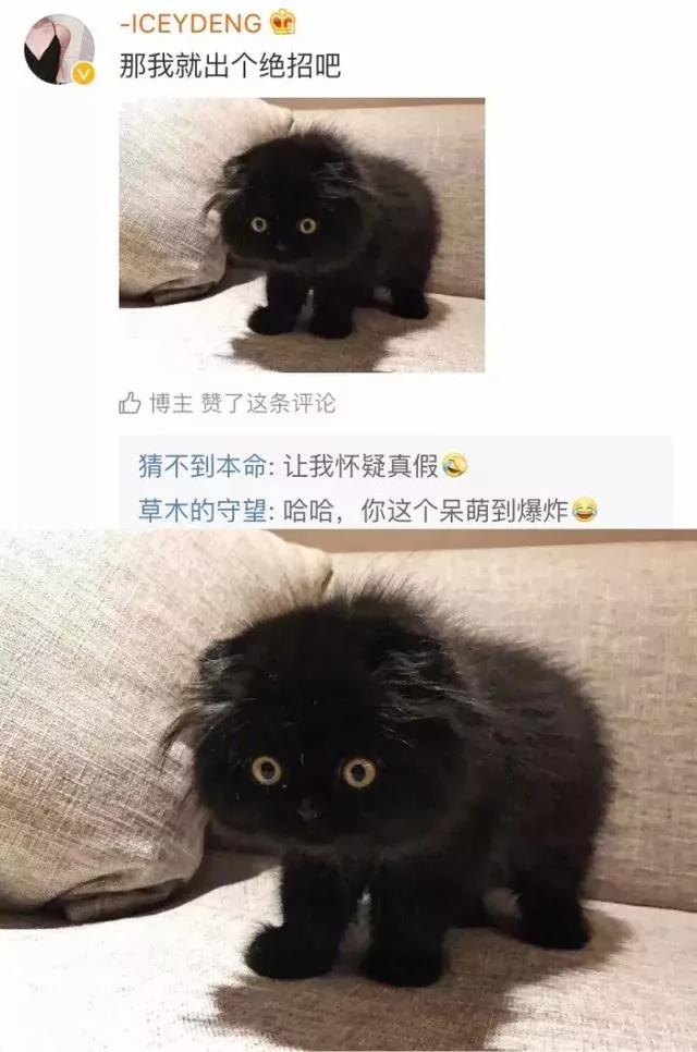 网友说他家有两只猫 有一只我愣是没找到!