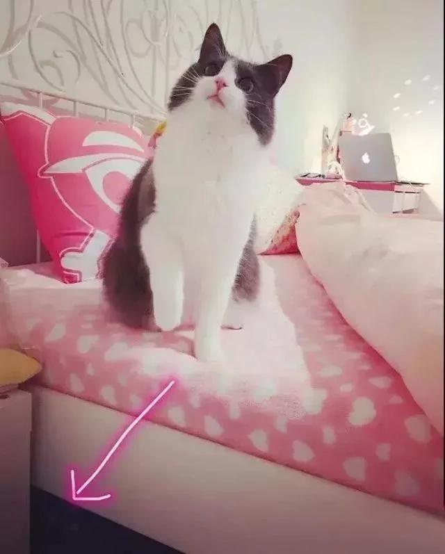 网友说他家有两只猫 有一只我愣是没找到!