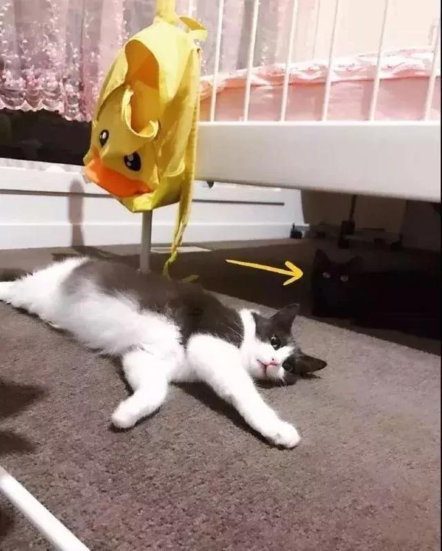 网友说他家有两只猫 有一只我愣是没找到!
