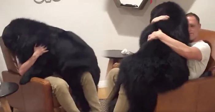 屋外放烟火 72公斤爱犬怕得立即“扑上主人”身上讨抱抱!网友笑翻:“甜蜜的负担!”