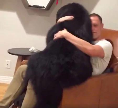 屋外放烟火 72公斤爱犬怕得立即“扑上主人”身上讨抱抱!网友笑翻:“甜蜜的负担!”