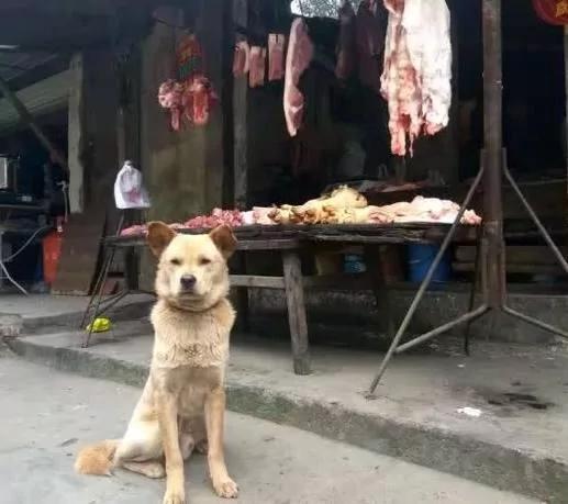 浪浪总是在卖肉摊前坐着 大家本以为它是来讨食!老板说出原因后…超感动!