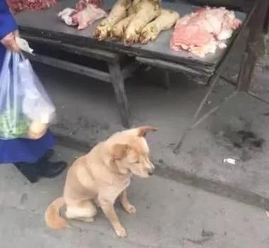 浪浪总是在卖肉摊前坐着 大家本以为它是来讨食!老板说出原因后…超感动!