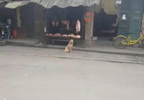 浪浪总是在卖肉摊前坐着 大家本以为它是来讨食!老板说出原因后…超感动!