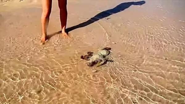 他们在海边救了一只“章鱼” 隔天章鱼出现找恩人 不舍离开!