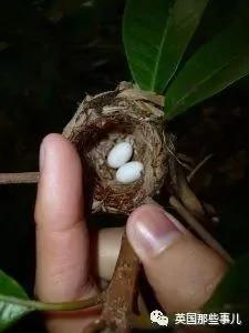 奇妙!太奇妙了!全世界最小的鸟 羽毛绚烂无比!
