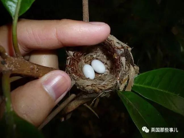 奇妙!太奇妙了!全世界最小的鸟 羽毛绚烂无比!