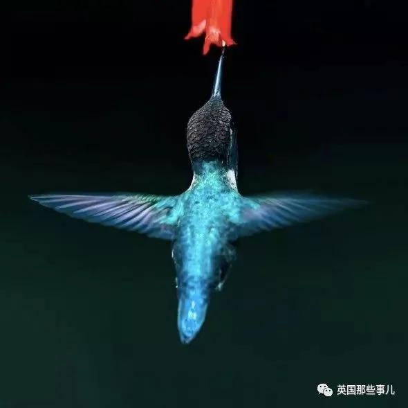 奇妙!太奇妙了!全世界最小的鸟 羽毛绚烂无比!