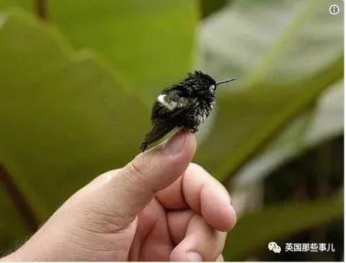 奇妙!太奇妙了!全世界最小的鸟 羽毛绚烂无比!