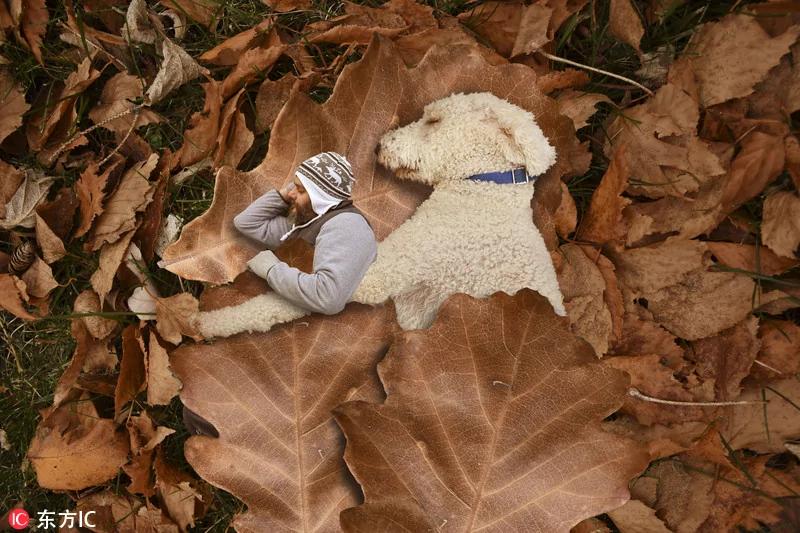 美国狗狗被主人“变”成巨型犬 画风奇幻像童话!