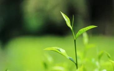 饮茶能瘦身 营养师教你5秘诀帮助燃脂