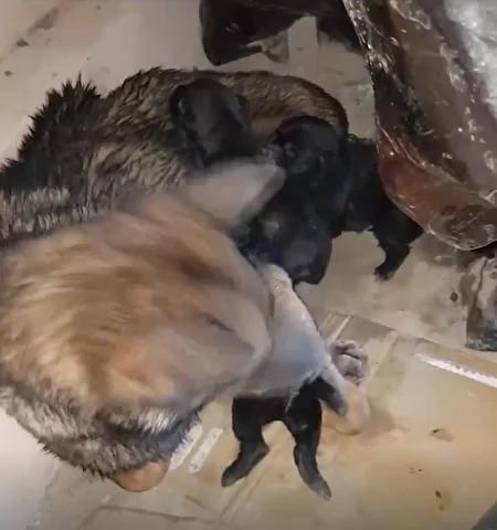 狗妈妈与主人奋力救出溺水小狗 母子团圆好温馨!