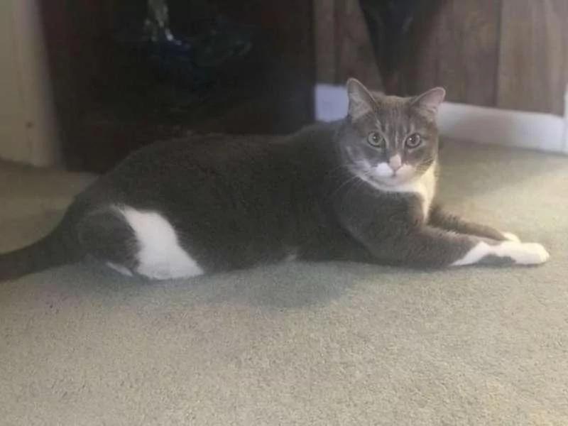 不理人的猫咪发现男主人休克 马上叫醒全家 从此它也变了!