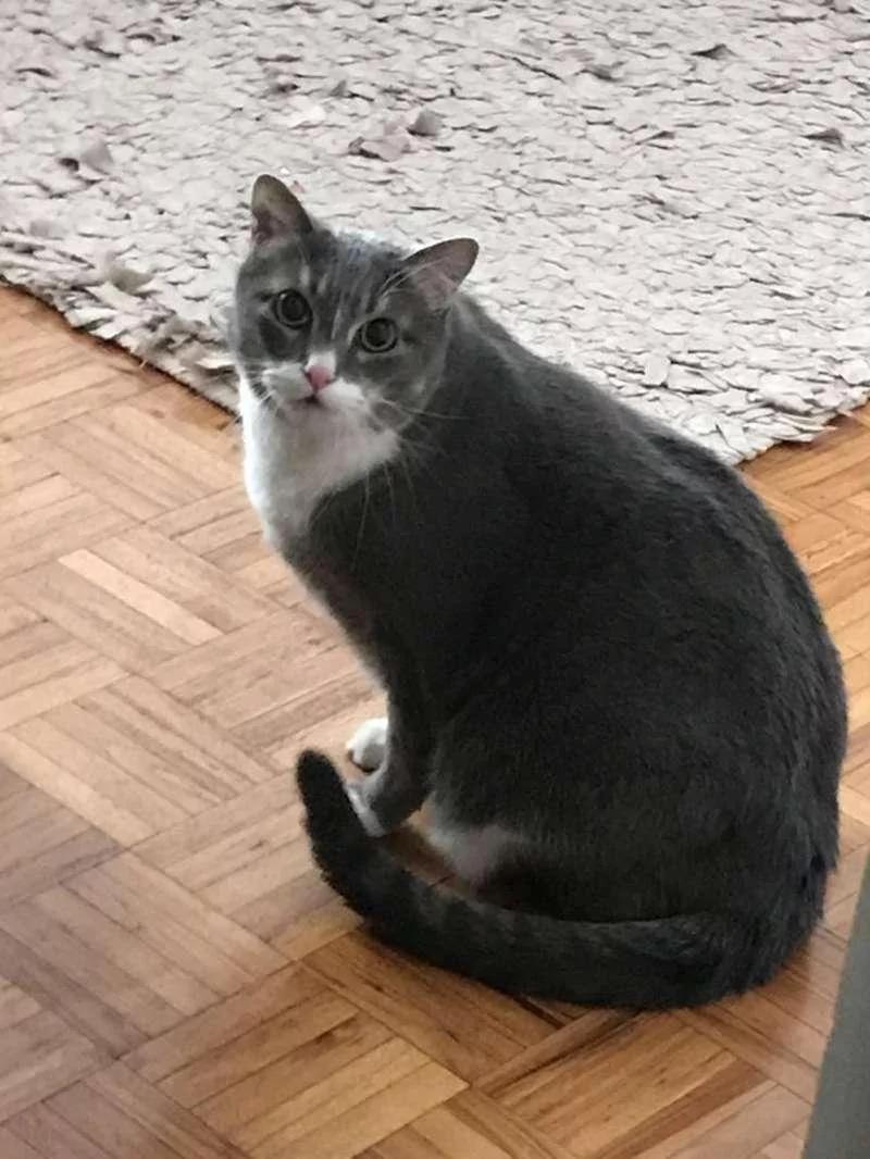 不理人的猫咪发现男主人休克 马上叫醒全家 从此它也变了!