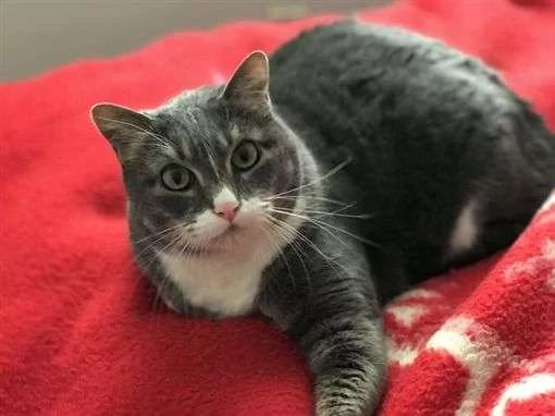 不理人的猫咪发现男主人休克 马上叫醒全家 从此它也变了!