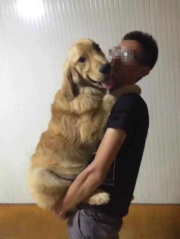 金毛舍不得主人结婚 哭得像个宝宝 抱着主人不让走!