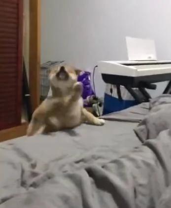 小柴犬床边挠痒痒 只听铛的一声 找不着了 主人笑抽!
