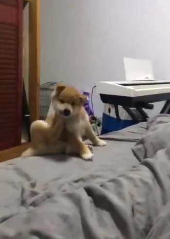 小柴犬床边挠痒痒 只听铛的一声 找不着了 主人笑抽!