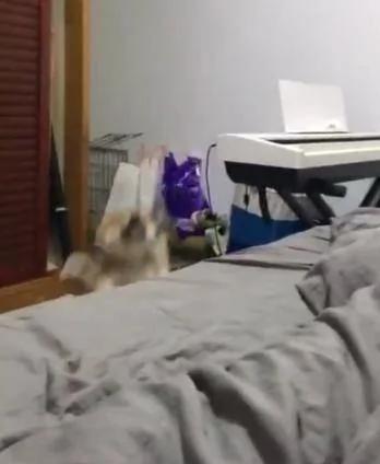 小柴犬床边挠痒痒 只听铛的一声 找不着了 主人笑抽!