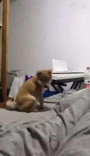 小柴犬床边挠痒痒 只听铛的一声 找不着了 主人笑抽!