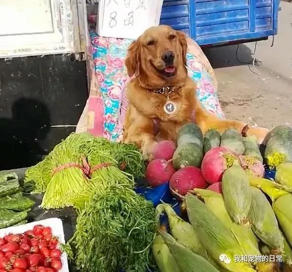 大金毛帮主人守摊卖菜 背着零钱包戴着手表 生意简直好到爆!