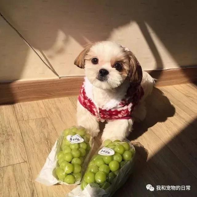 网友自从养了这个狗界的“西施” 结果把女朋友吃醋的都要分手了!