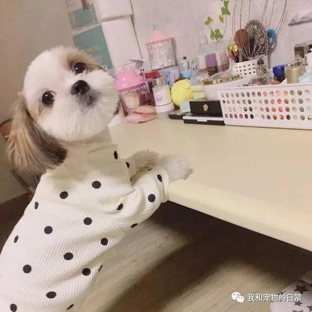 网友自从养了这个狗界的“西施” 结果把女朋友吃醋的都要分手了!