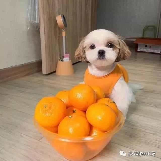 网友自从养了这个狗界的“西施” 结果把女朋友吃醋的都要分手了!