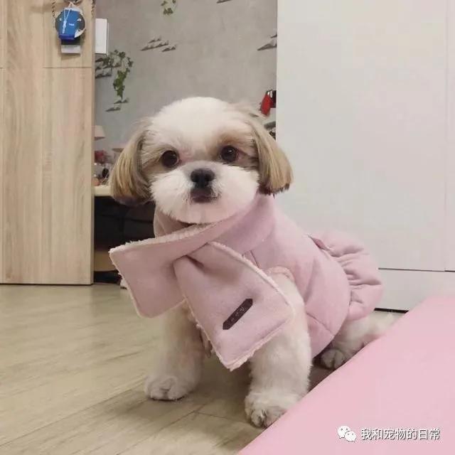 网友自从养了这个狗界的“西施” 结果把女朋友吃醋的都要分手了!