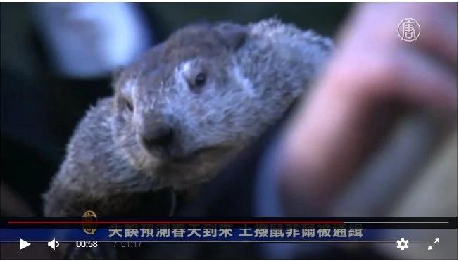 可爱土拨鼠惨遭警方通缉 只因它干了这件事!