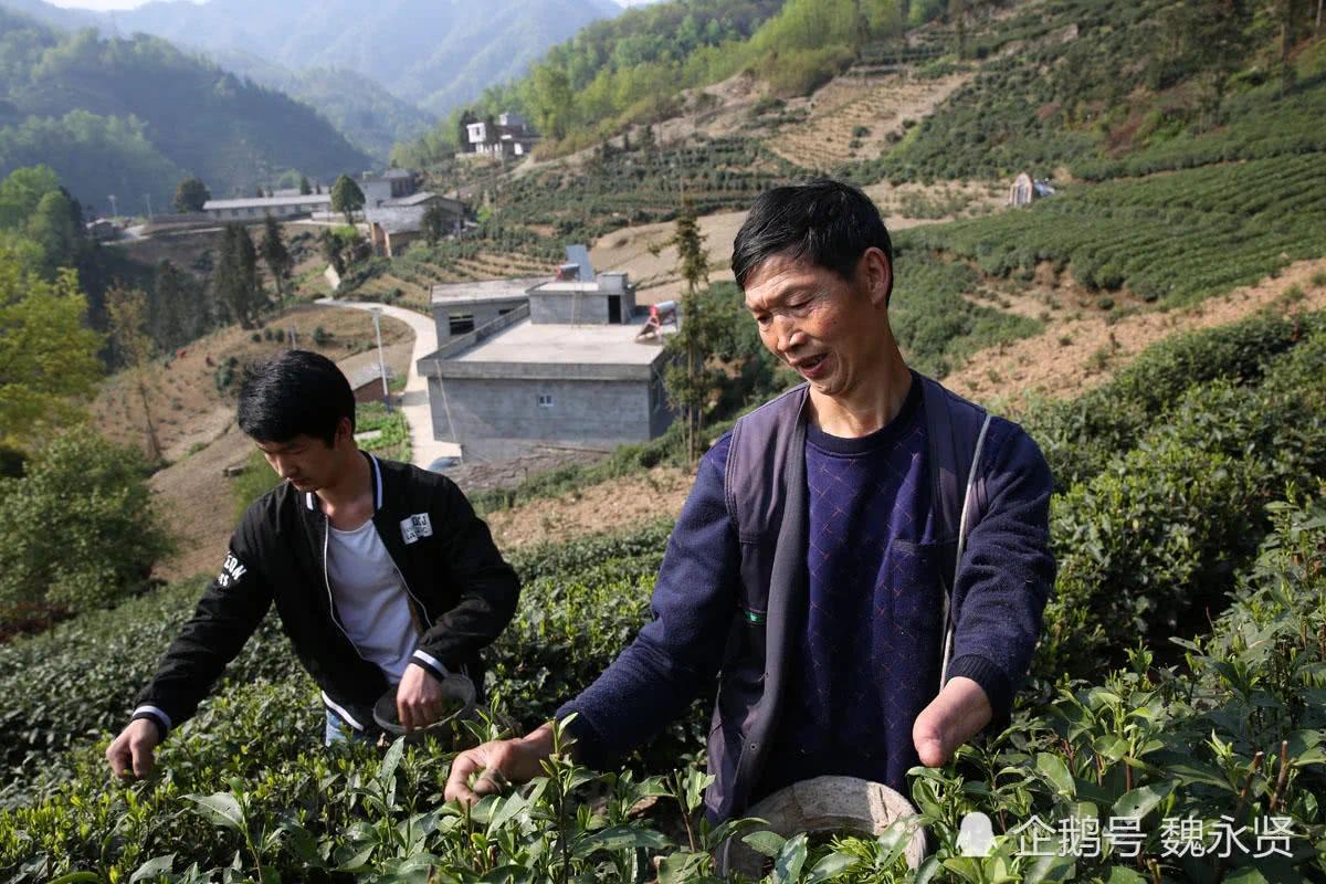 独手弟弟娶亲嫂子为妻 精心务茶园 日子越过越好!