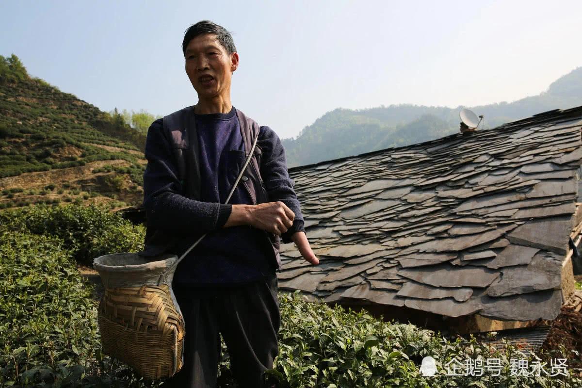 独手弟弟娶亲嫂子为妻 精心务茶园 日子越过越好!
