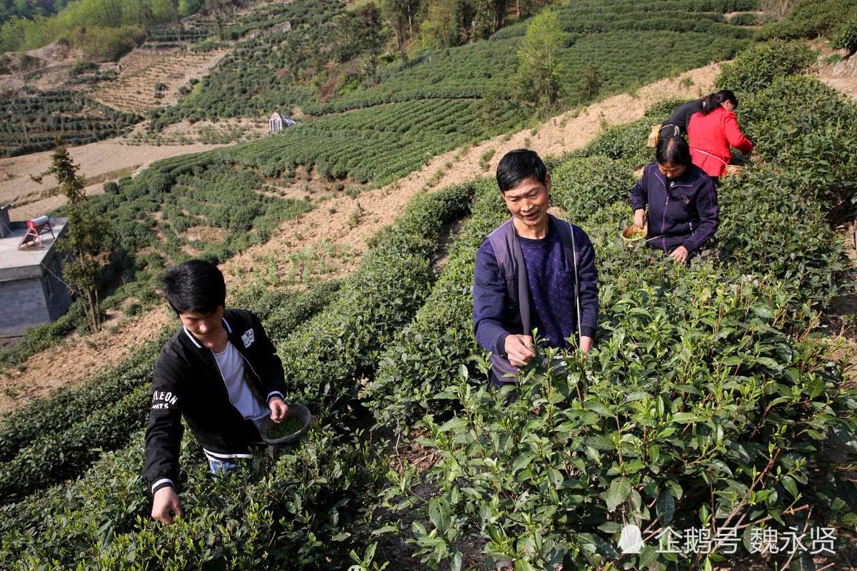 独手弟弟娶亲嫂子为妻 精心务茶园 日子越过越好!