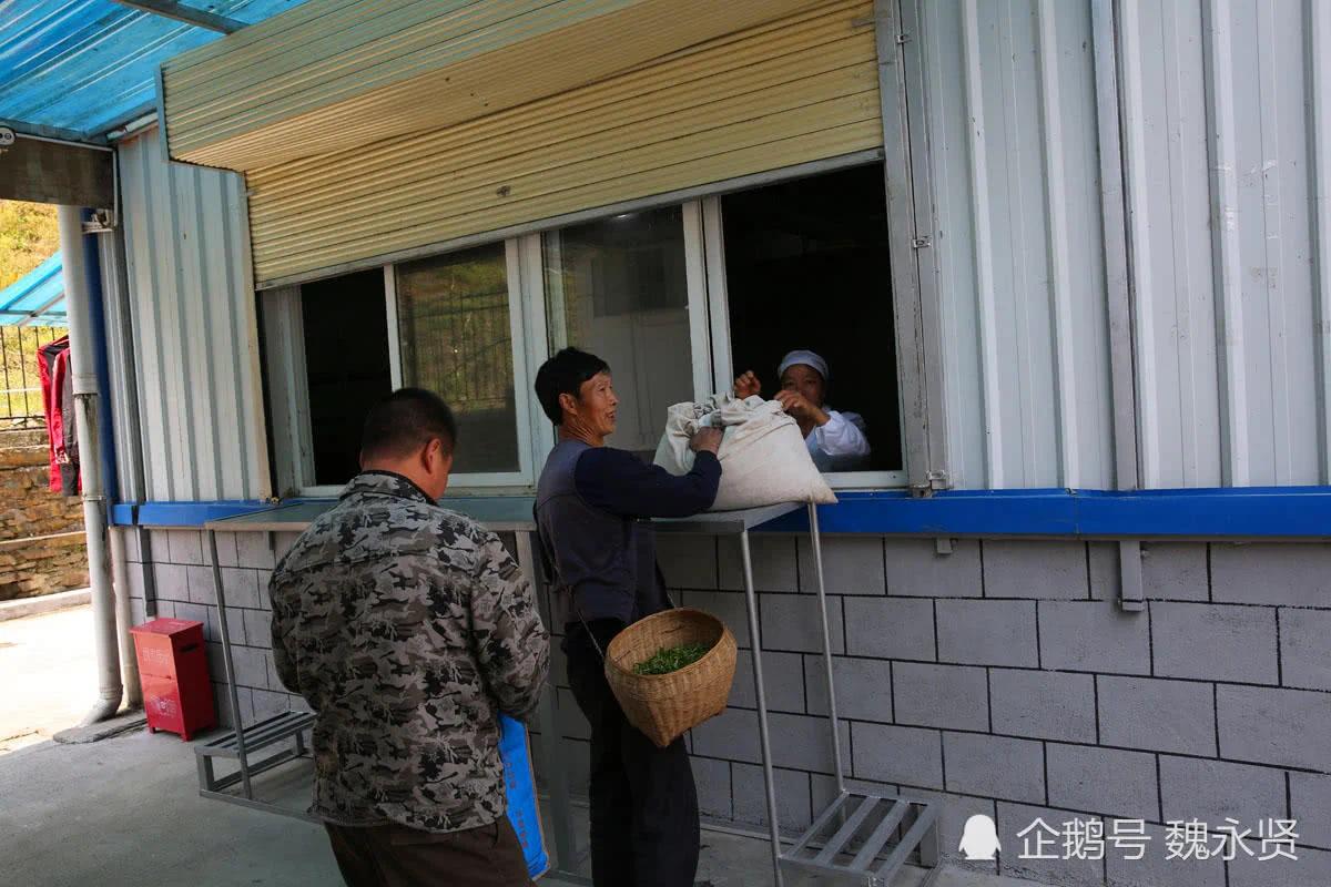 独手弟弟娶亲嫂子为妻 精心务茶园 日子越过越好!