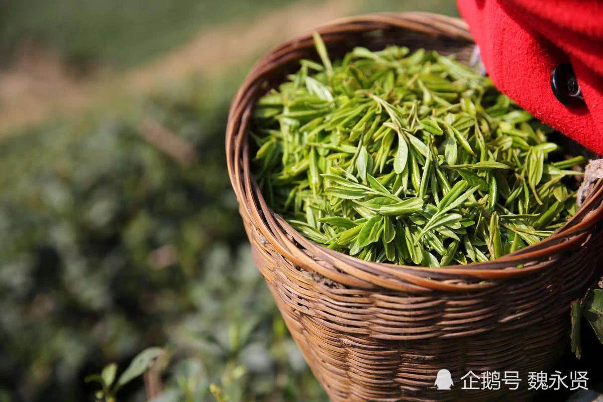 独手弟弟娶亲嫂子为妻 精心务茶园 日子越过越好!