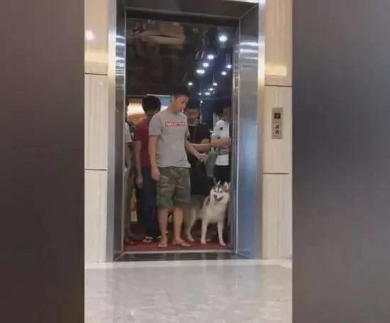 主人带哈士奇坐电梯超重 它立马拉着主人下电梯!可是接下来的一幕却让主人傻眼!
