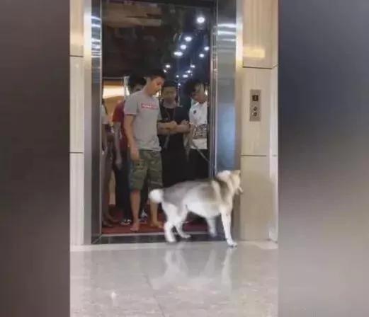 主人带哈士奇坐电梯超重 它立马拉着主人下电梯!可是接下来的一幕却让主人傻眼!