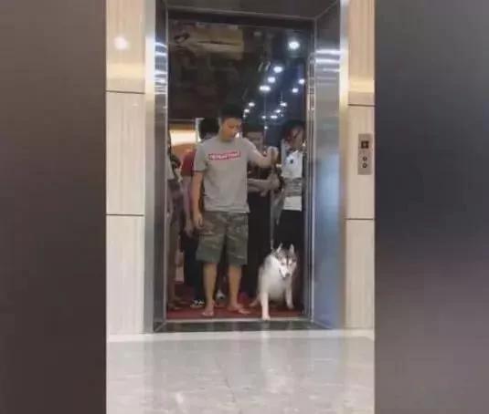 主人带哈士奇坐电梯超重 它立马拉着主人下电梯!可是接下来的一幕却让主人傻眼!