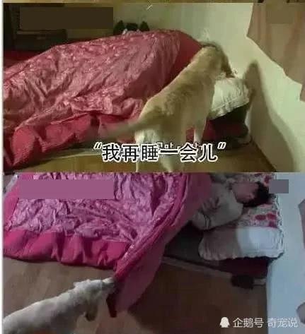 女主人离开后狗狗取代了她的位置 做的事情让男主人红了脸