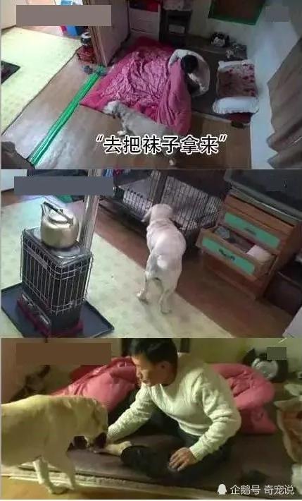 女主人离开后狗狗取代了她的位置 做的事情让男主人红了脸