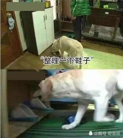 女主人离开后狗狗取代了她的位置 做的事情让男主人红了脸